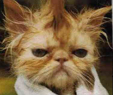 elivis cat presler...